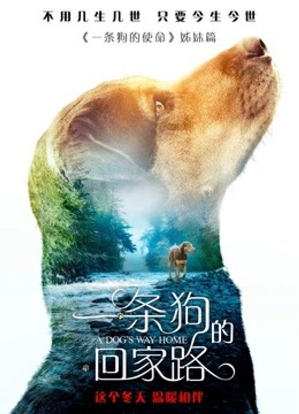 一条狗的回家路国语封面图